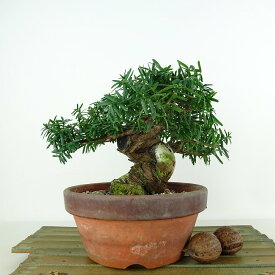 盆栽 一位 樹高 約13cm いちい Taxus cuspidata イチイ イチイ科 常緑針葉樹 観賞用 小品 現品