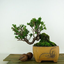 盆栽 一位 樹高 約13cm いちい Taxus cuspidata イチイ イチイ科 常緑針葉樹 観賞用 小品 現品 送料無料