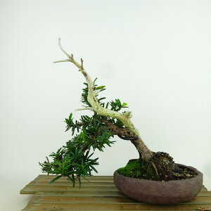 ~   ㉺ 19cm  Taxus cuspidata C`C gW Vh C`C ΐjt Ϗܗp i i 