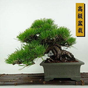 ~    20cm ܂ ~ Pinus thunbergii N}c Εt }c ΐjt Ϗܗp i i