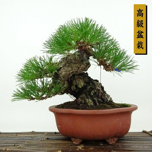 ~    18cm ܂ ~ Pinus thunbergii N}c }c ΐjt Ϗܗp i i