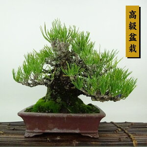 ~    19cm ܂ ~ Pinus thunbergii N}c }c ΐjt Ϗܗp i i