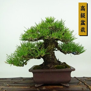 ~    19cm ܂ ~ Pinus thunbergii N}c }c ΐjt Ϗܗp i i