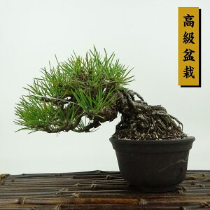 ~    11cm ܂ ~ Pinus thunbergii N}c }c ΐjt Ϗܗp i i