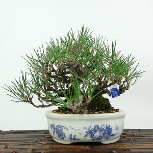 ~    16cm ܂ Pinus thunbergii N}c }c ΐjt Ϗܗp i i