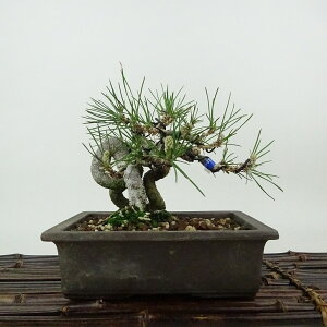 ~    13cm ܂ Pinus thunbergii N}c }c ΐjt Ϗܗp i i