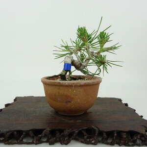 ~    6cm ܂ Pinus thunbergii N}c }c ΐjt Ϗܗp i i