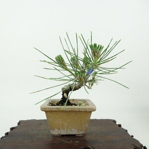 ~    9cm ܂ Pinus thunbergii N}c }c ΐjt Ϗܗp i i