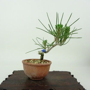 ~    11cm ܂ Pinus thunbergii N}c }c ΐjt Ϗܗp i i