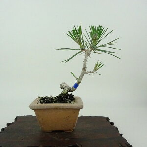 ~    11cm ܂ Pinus thunbergii N}c }c ΐjt Ϗܗp i i