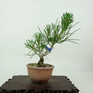 ~    13cm ܂ Pinus thunbergii N}c }c ΐjt Ϗܗp i i