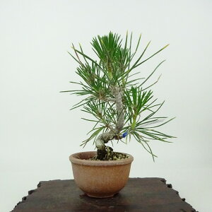 ~    13cm ܂ Pinus thunbergii N}c }c ΐjt Ϗܗp i i