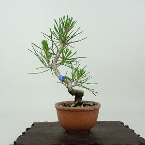 ~    14cm ܂ Pinus thunbergii N}c }c ΐjt Ϗܗp i i