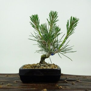 ~    15cm ܂ Pinus thunbergii N}c }c ΐjt Ϗܗp i i 