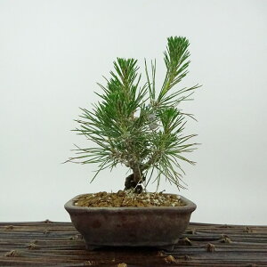 ~    14cm ܂ Pinus thunbergii N}c }c ΐjt Ϗܗp i i 