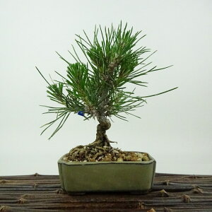 ~    14cm ܂ Pinus thunbergii N}c }c ΐjt Ϗܗp i i 