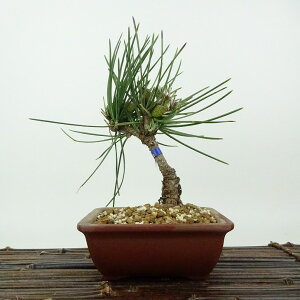 ~     16cm ܂ Pinus thunbergii N}c Ή }c ΐjt Ϗܗp i i 