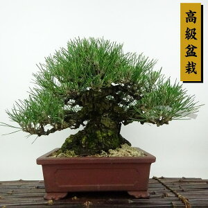 ~    21cm ܂ ~ Pinus thunbergii N}c }c ΐjt Ϗܗp i