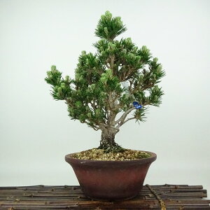~     30cm ܂ Pinus thunbergii N}c }c ΐjt Ϗܗp i