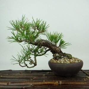 ~    15cm ܂ Pinus thunbergii N}c }c ΐjt Ϗܗp i i