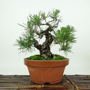 ~    15cm ܂ Pinus thunbergii N}c }c ΐjt Ϗܗp i i
