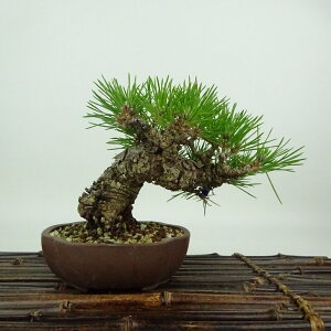 ~    11cm ܂ Pinus thunbergii N}c }c ΐjt Ϗܗp i i