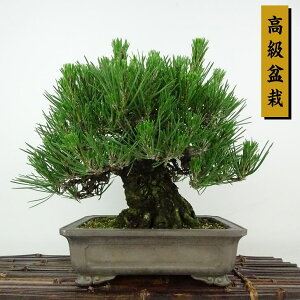 ~    21cm ܂ ~ Pinus thunbergii N}c }c ΐjt Ϗܗp i