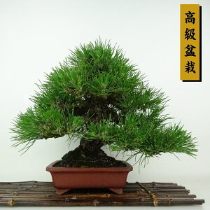 ~    24cm ܂ ~ Pinus thunbergii N}c }c ΐjt Ϗܗp i