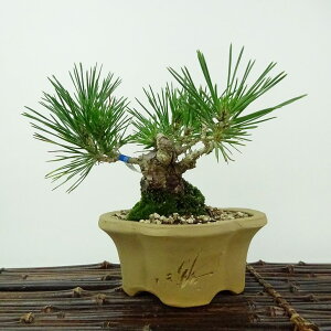 ~    11cm ܂ Pinus thunbergii N}c }c ΐjt Ϗܗp i i 