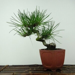 盆栽 松 黒松 樹高 約16cm くろまつ Pinus thunbergii クロマツ マツ科 常緑針葉樹 鑑賞用 観賞用 小品 現品