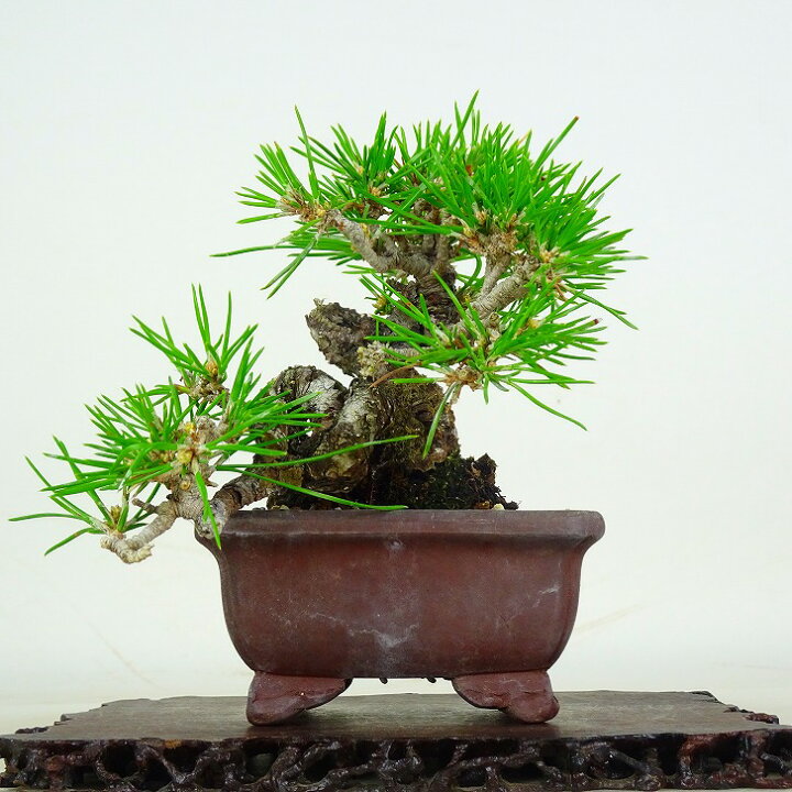 楽天市場】盆栽 松 黒松 樹高 上下 約10cm くろまつ Pinus thunbergii 