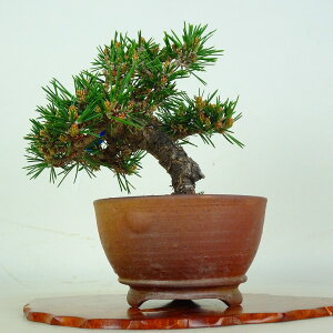 �~�� �� ���� ����� ���� ��14.5cm ����܂� Pinus thunbergii �N���}�c �}�c�� ��ΐj�t�� �ӏ� �Ϗܗp ���i ���i ��������