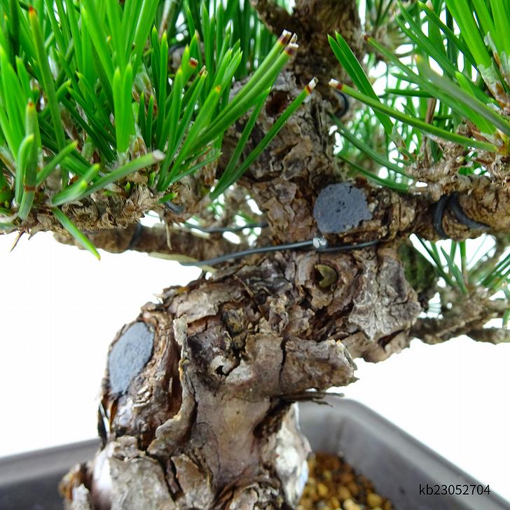 楽天市場】盆栽 松 黒松 瑞宝 樹高 約19cm くろまつ 高級盆栽 Pinus