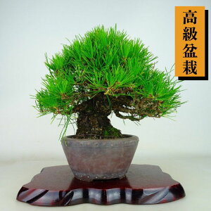 ~    23cm ܂ ~ Pinus thunbergii N}c }c ΐjt Ϗܗp i