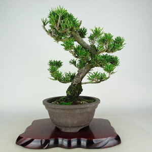 ~     31cm ܂ Pinus thunbergii N}c }c ΐjt Ϗܗp i