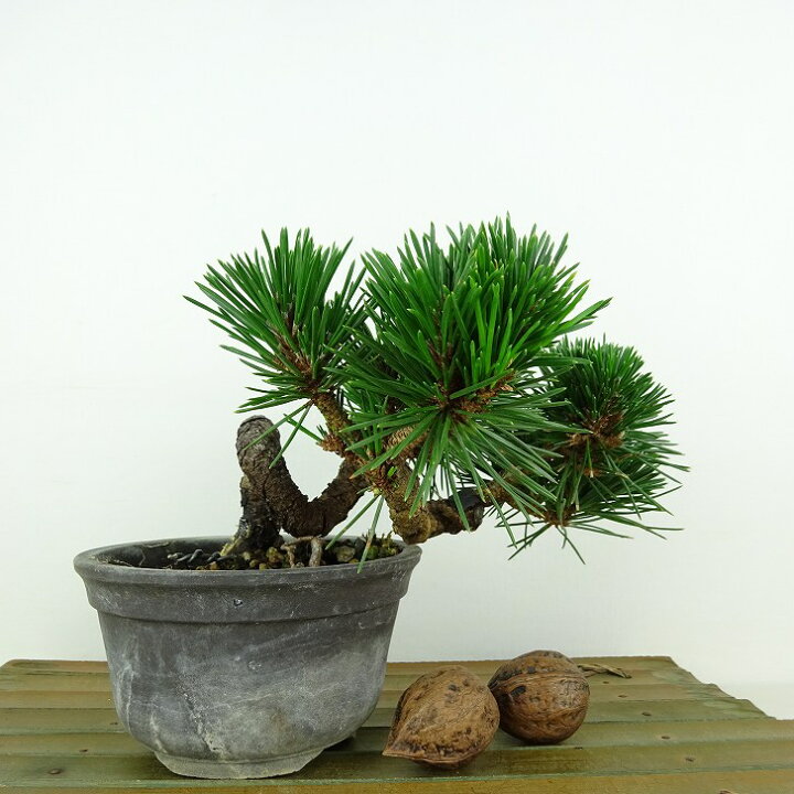 楽天市場】盆栽 松 黒松 寿寸松 樹高 約9cm くろまつ Pinus thunbergii 