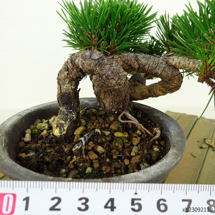 楽天市場】盆栽 松 黒松 寿寸松 樹高 約9cm くろまつ Pinus thunbergii