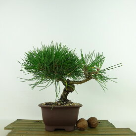 盆栽 松 黒松 樹高 約16cm くろまつ Pinus thunbergii クロマツ マツ科 常緑樹 観賞用 小品 現品