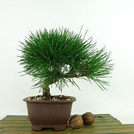 盆栽 黒松 樹高 約16cm くろまつ Pinus thunbergii クロマツ マツ科 常緑樹 観賞用 小品 現品
