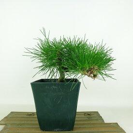 盆栽 松 黒松 樹高 約15cm くろまつ Pinus thunbergii クロマツ マツ科 常緑針葉樹 観賞用 小品 現品
