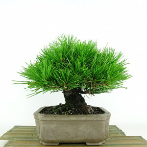 ~    19cm ܂ Pinus thunbergii N}c }c ΐjt Ϗܗp i i