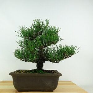 ~    25cm ܂ Pinus thunbergii N}c }c ΐjt Ϗܗp i