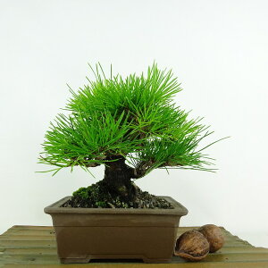 ~    15cm ܂ Pinus thunbergii N}c }c ΐjt Ϗܗp i i