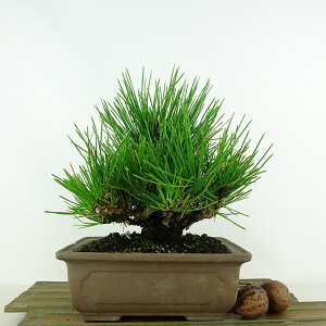 ~    18cm ܂ Pinus thunbergii N}c }c ΐjt Ϗܗp i i