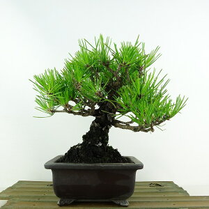 ~    20cm ܂ Pinus thunbergii N}c }c ΐjt Ϗܗp i i