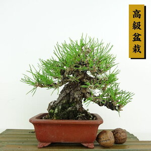 ~    16cm ܂ ~ Pinus thunbergii N}c }c ΐjt Ϗܗp i i