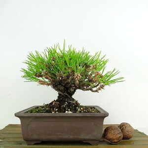 ~    13cm ܂ Pinus thunbergii N}c }c ΐjt Ϗܗp i i