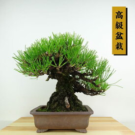 盆栽 松 黒松 樹高 約24cm くろまつ 高級盆栽 Pinus thunbergii クロマツ マツ科 常緑針葉樹 観賞用 現品