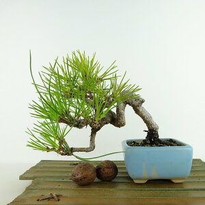 ~    ㉺ 15cm ܂ Pinus thunbergii N}c }c ΐjt Ϗܗp i i 