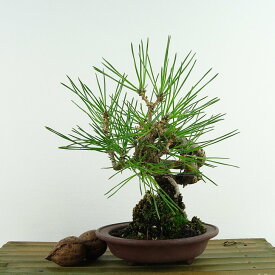 盆栽 松 黒松 樹高 約17cm くろまつ Pinus thunbergii クロマツ マツ科 常緑針葉樹 観賞用 小品 現品 送料無料
